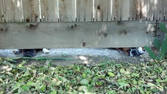 Two boxers adorably peeking under a wooden fence, surrounded by fallen leaves.