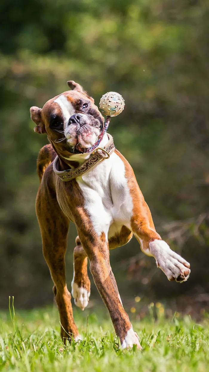 Boxer dog playfully jumps in the air, showing off its adorable and quirky nature.