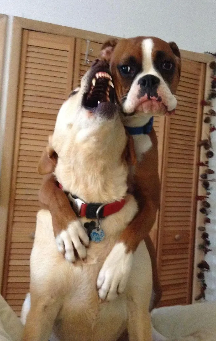 Two dogs playing, with a boxer hilariously hugging another dog, showcasing the adorably weird nature of boxers.