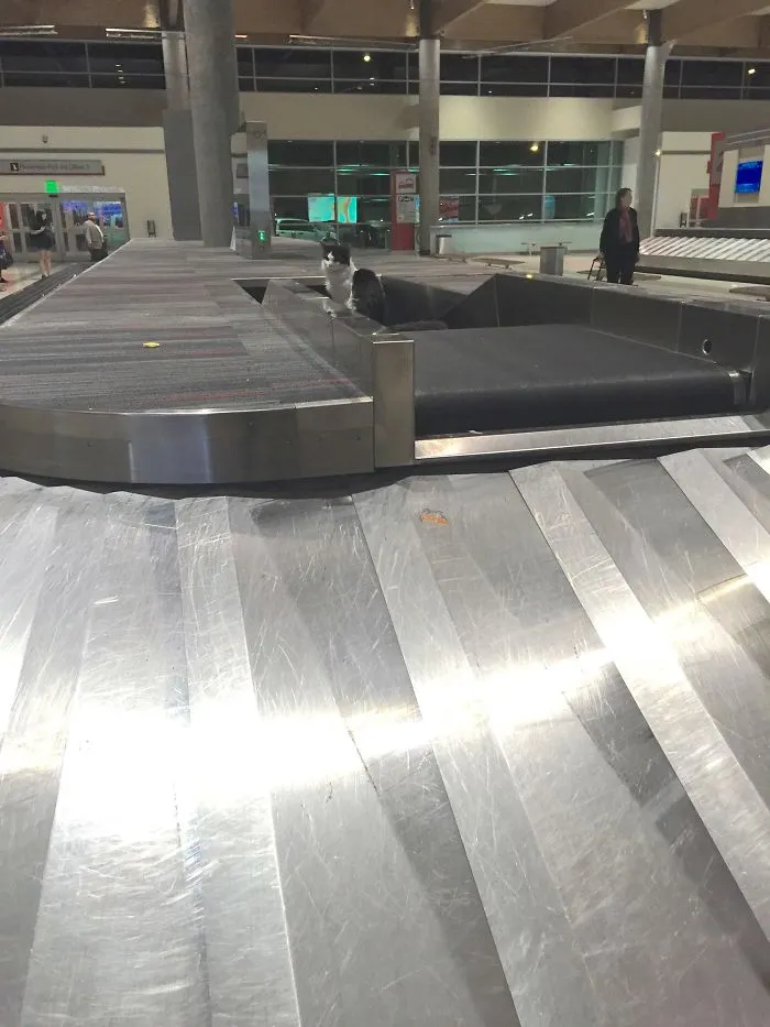 As I Was Waiting To Pick Up My Luggage From The Airport