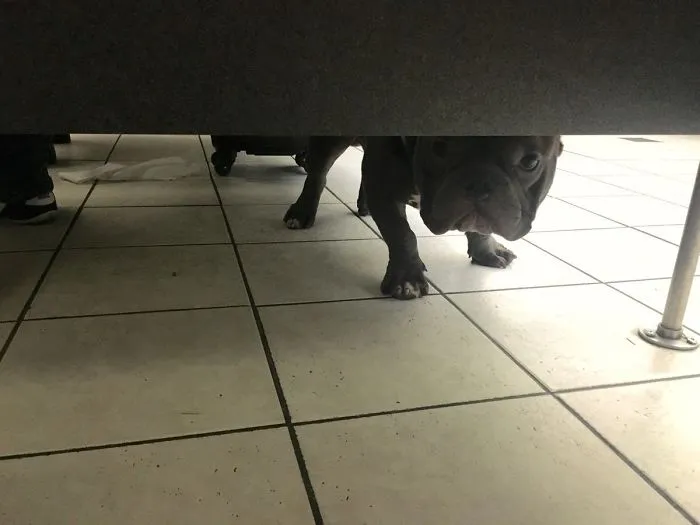 Estás haciendo caca en el aeropuerto y de repente...