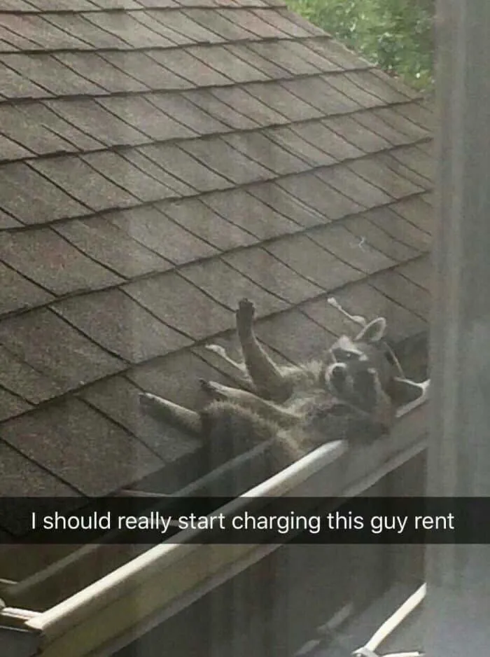 50 Funny Animal Snapchats That Will Leave You With The Biggest Smile