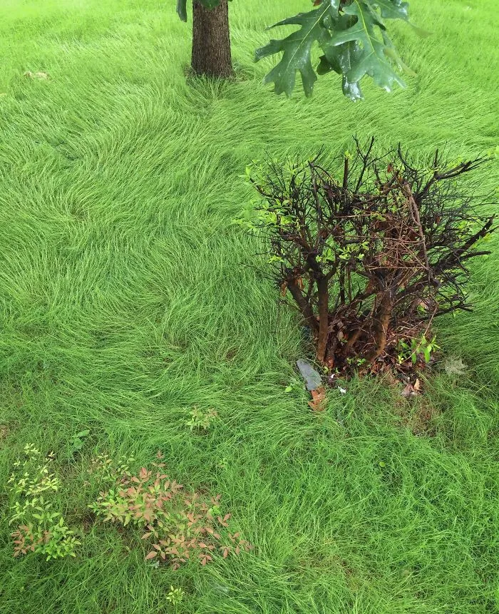 La lluvia ha convertido el jardín en un cuadro de Van Gogh