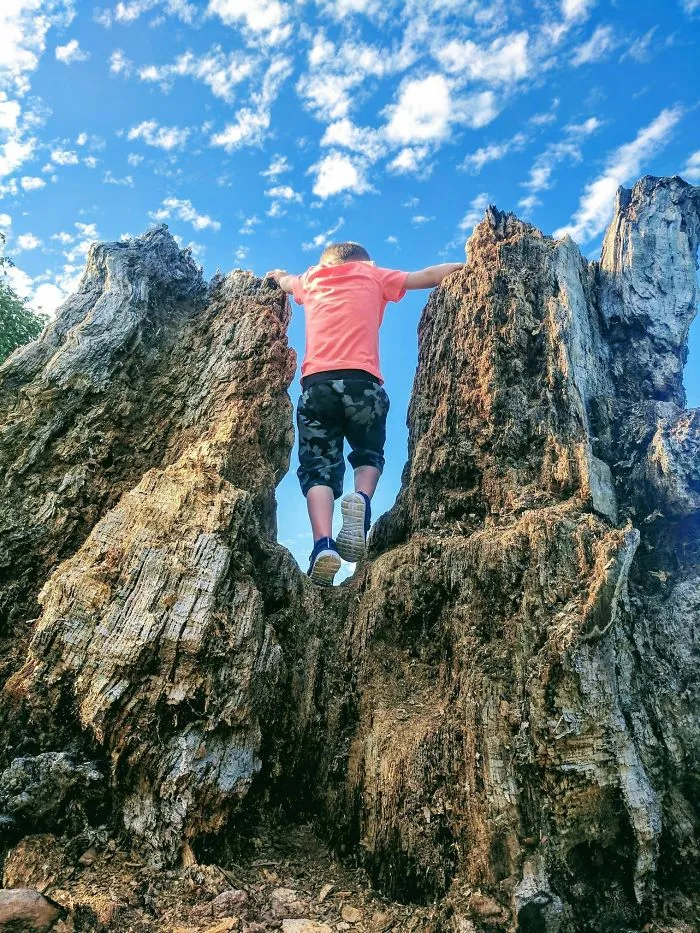 My Boy Climbing An Old Rotten Tree Stump Looks Like A Giant Climbing Mountains