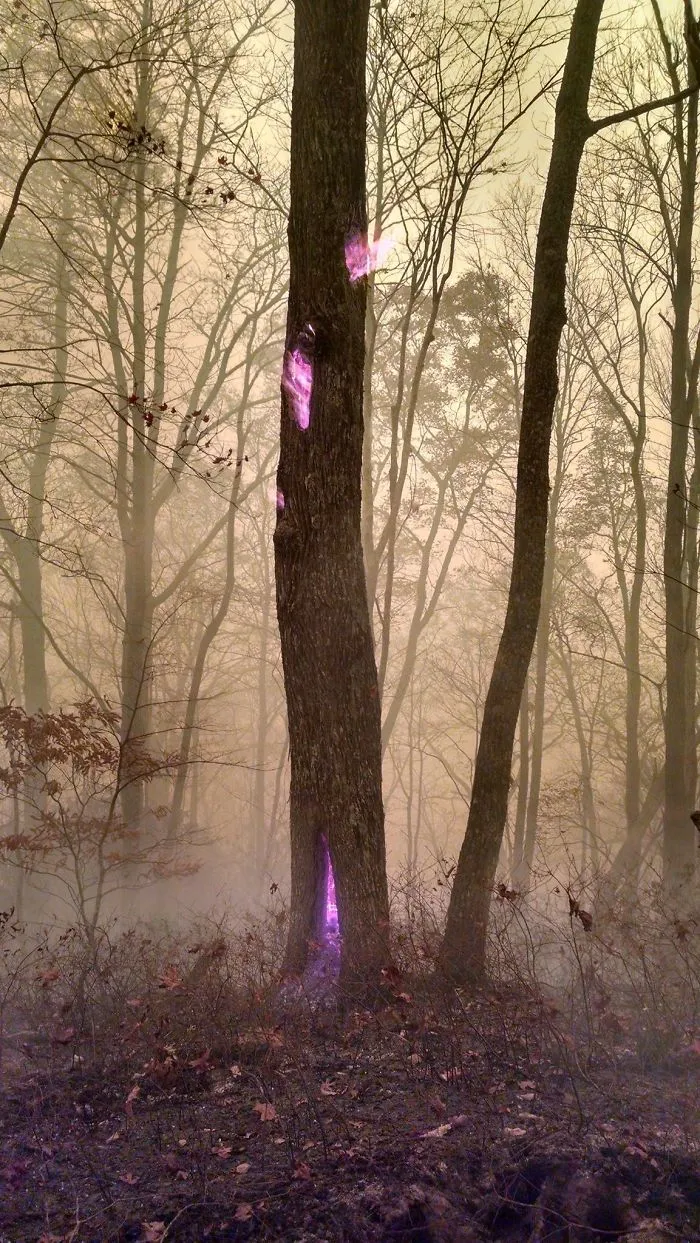 A Forest Service Worker Photographed A Fire Burning Inside A Tree While He's Fighting Western N.C. Wildfires