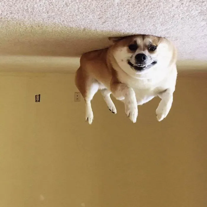 25+ Divertidos "perros globo" que se han quedado pegados al techo