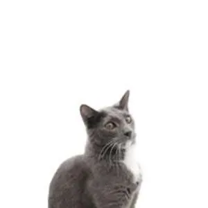 Sili the Cat