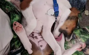 122 Idiot Dogs That Will Crack You Up