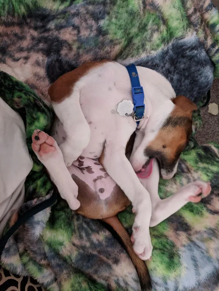 We Were Playing And He Just Fell Asleep Chewing On His Own Leg