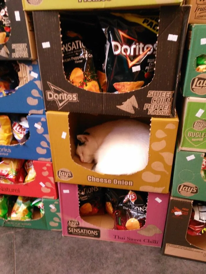 Iba a comprar patatas fritas cuando lo vi