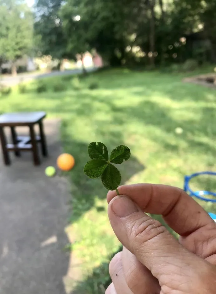 When I Was 6 Years Old, My Dad Told Me He Would Give Me Five Dollars If I Found A Four Leaf Clover. I Spent Countless Hours Looking For One In My Yard. Today I Was Watering My New Trees And Saw This. My Dad Is No Longer With Us But I Yelled At The Top Of My Lungs: “Dad, You Owe Me $5!