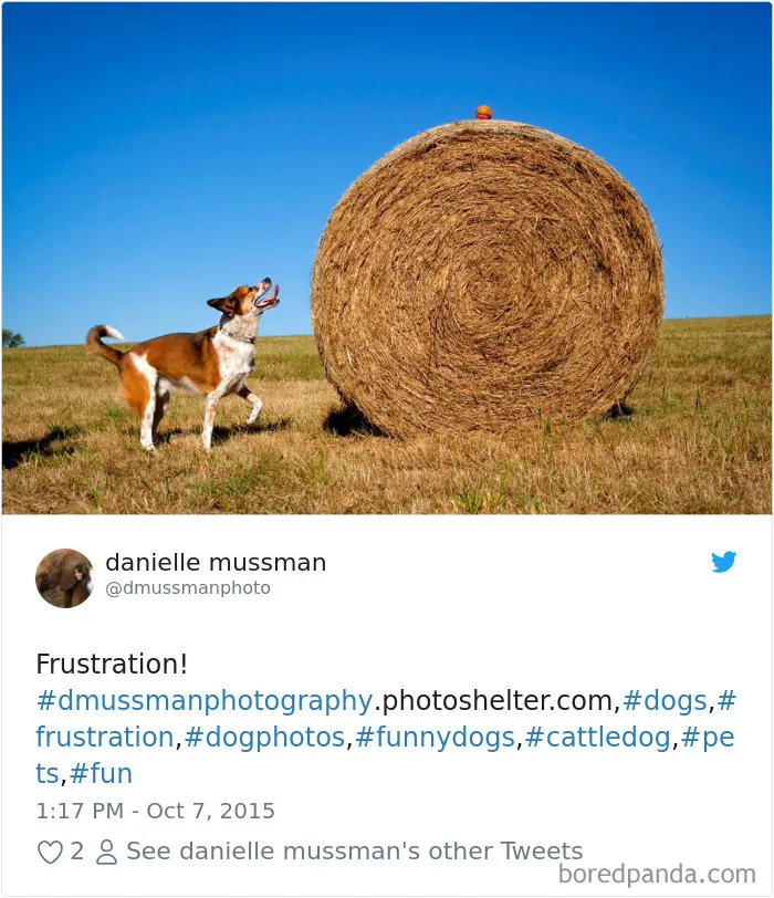 233 Funny Dog Tweets Every Dog Owner Should See ASAP