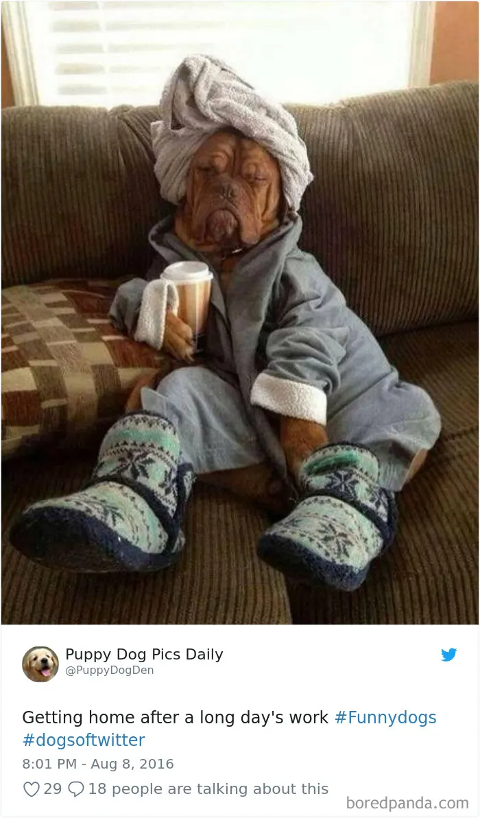 233 Funny Dog Tweets Every Dog Owner Should See ASAP