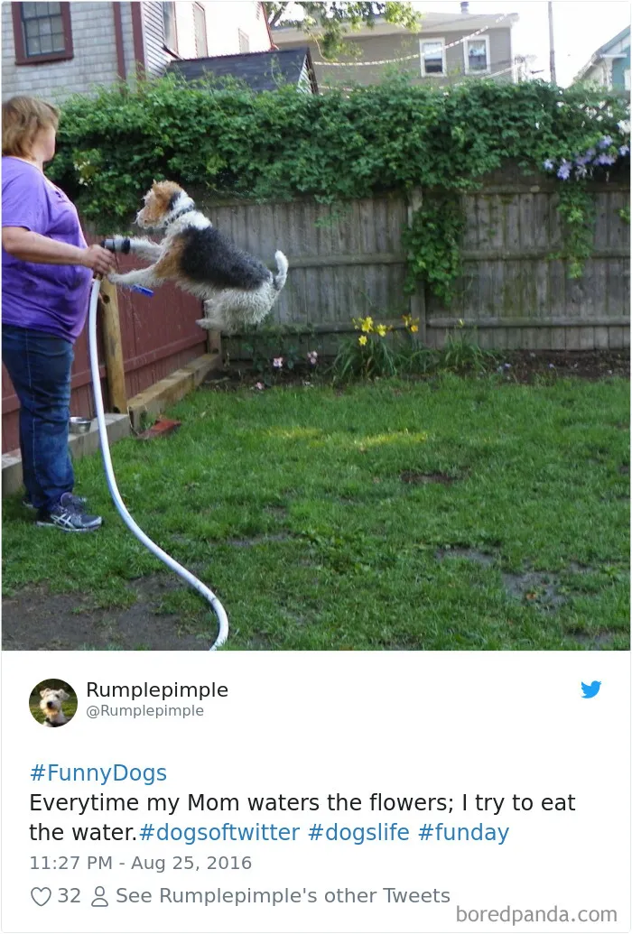 233 Funny Dog Tweets Every Dog Owner Should See ASAP