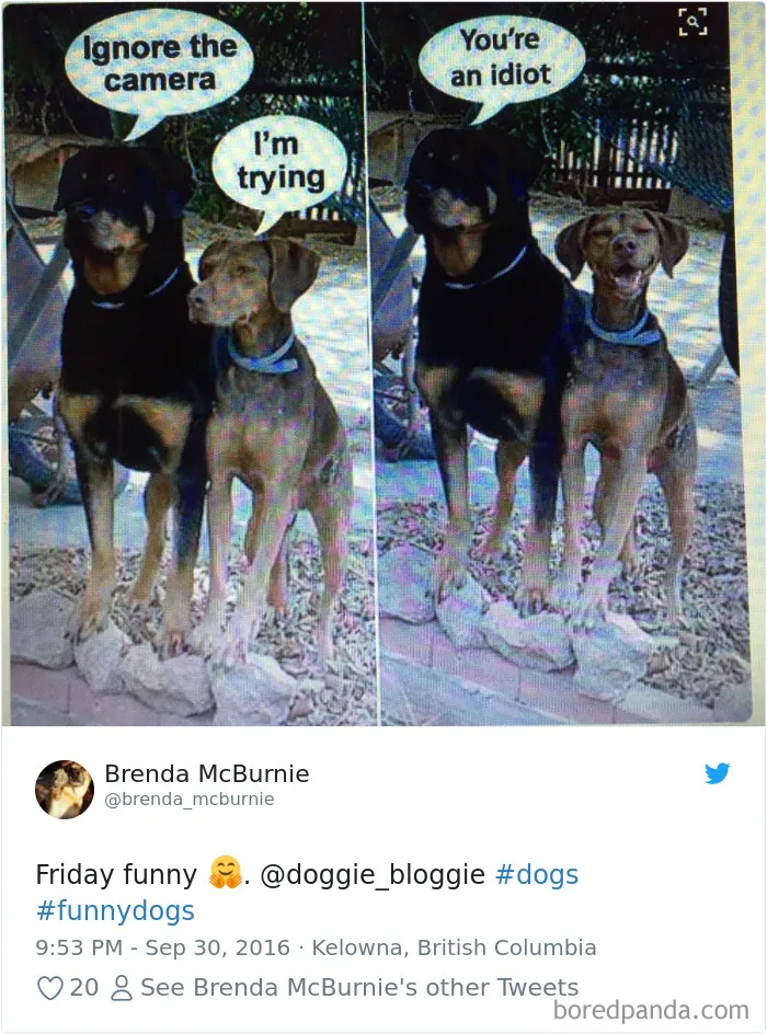 233 Funny Dog Tweets Every Dog Owner Should See ASAP