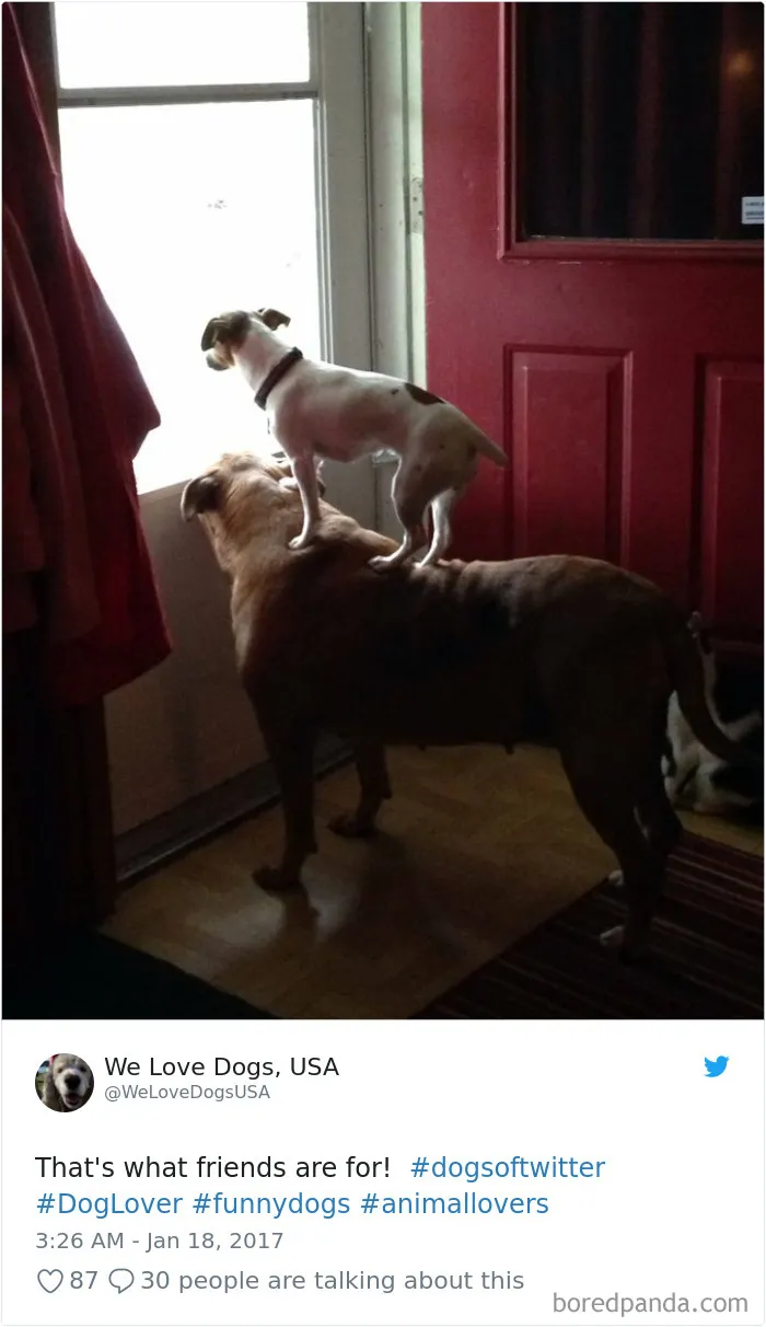 233 Funny Dog Tweets Every Dog Owner Should See ASAP