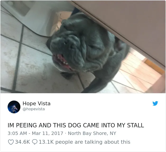 233 Funny Dog Tweets Every Dog Owner Should See ASAP
