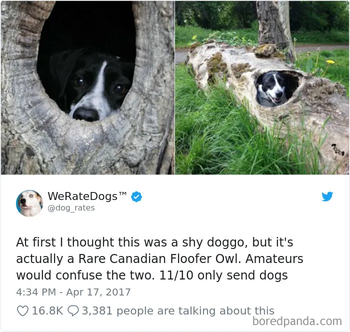 233 Funny Dog Tweets Every Dog Owner Should See ASAP