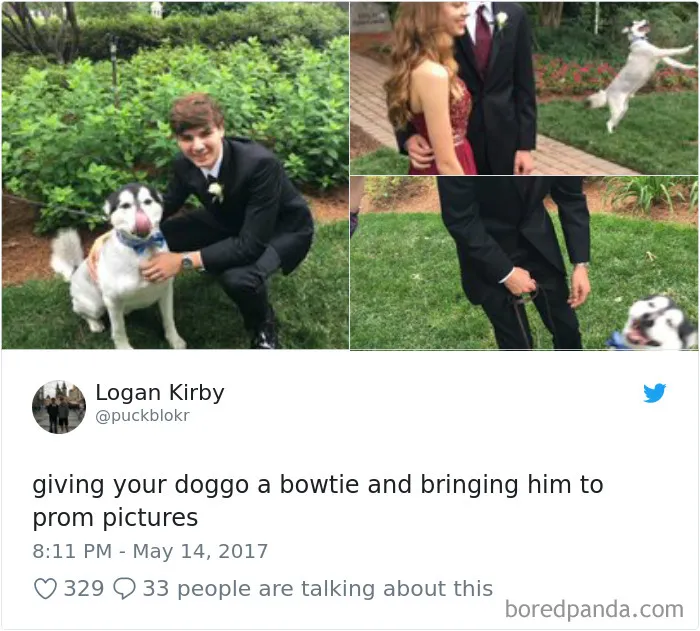 233 Funny Dog Tweets Every Dog Owner Should See ASAP