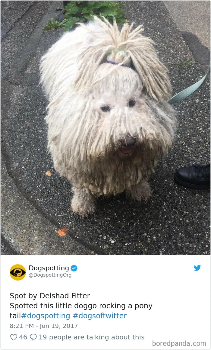 233 Funny Dog Tweets Every Dog Owner Should See ASAP