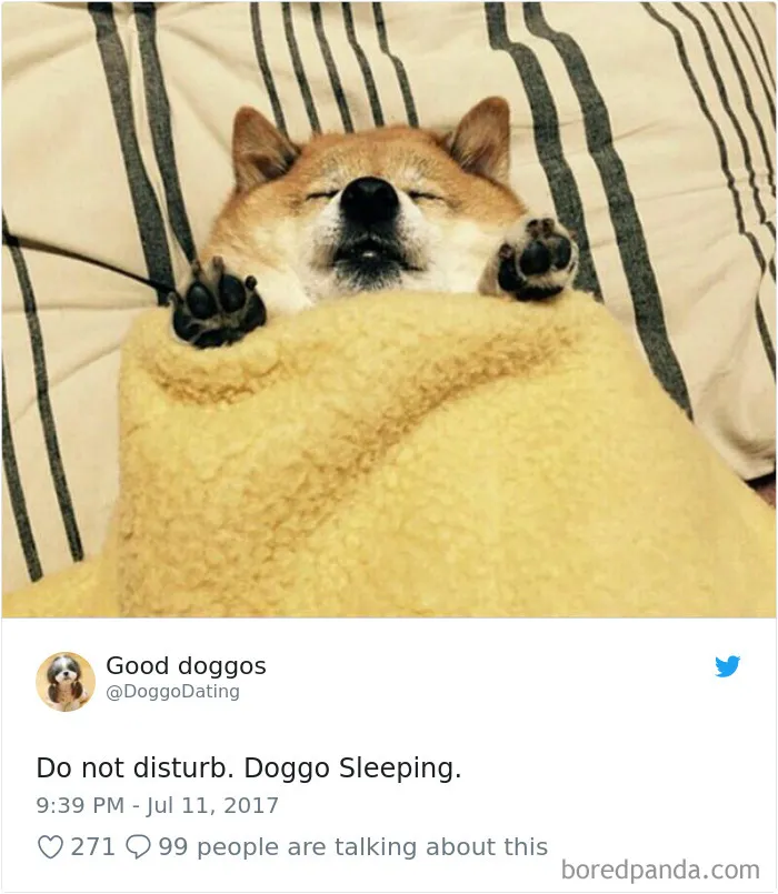 233 Funny Dog Tweets Every Dog Owner Should See ASAP