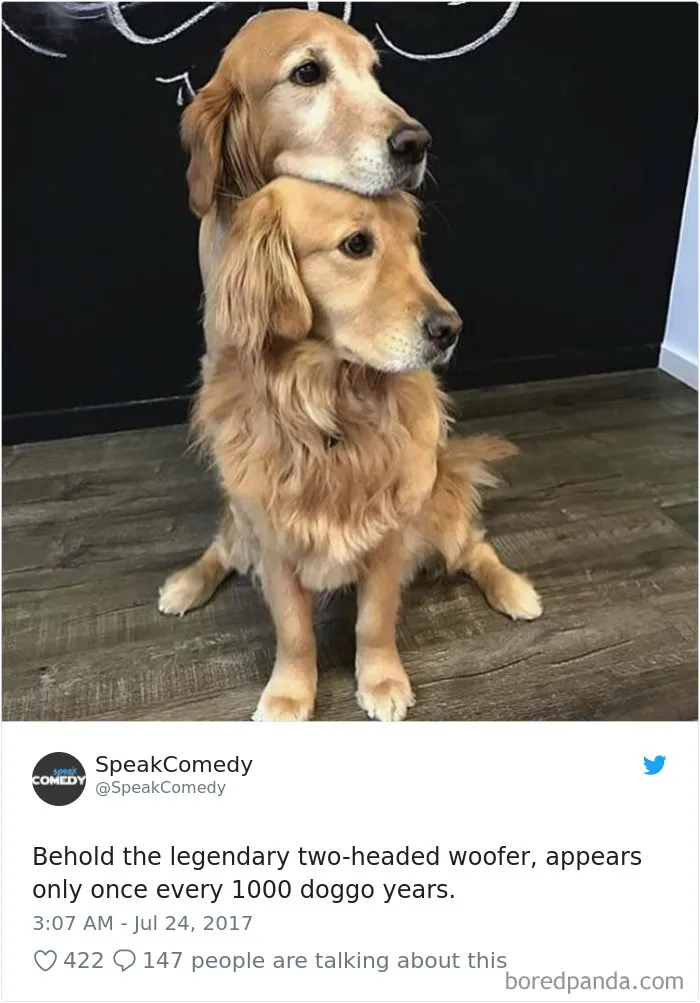 233 Funny Dog Tweets Every Dog Owner Should See ASAP