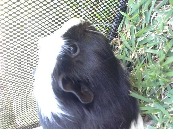 Guiniea Pigs That Make You Say Awwww