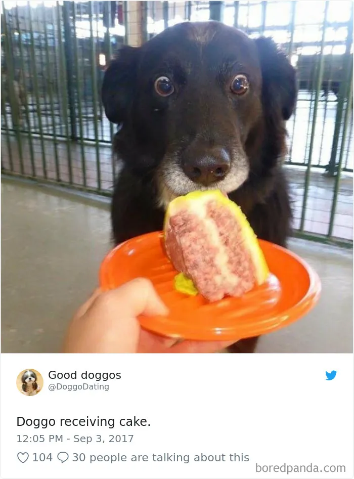 233 Funny Dog Tweets Every Dog Owner Should See ASAP