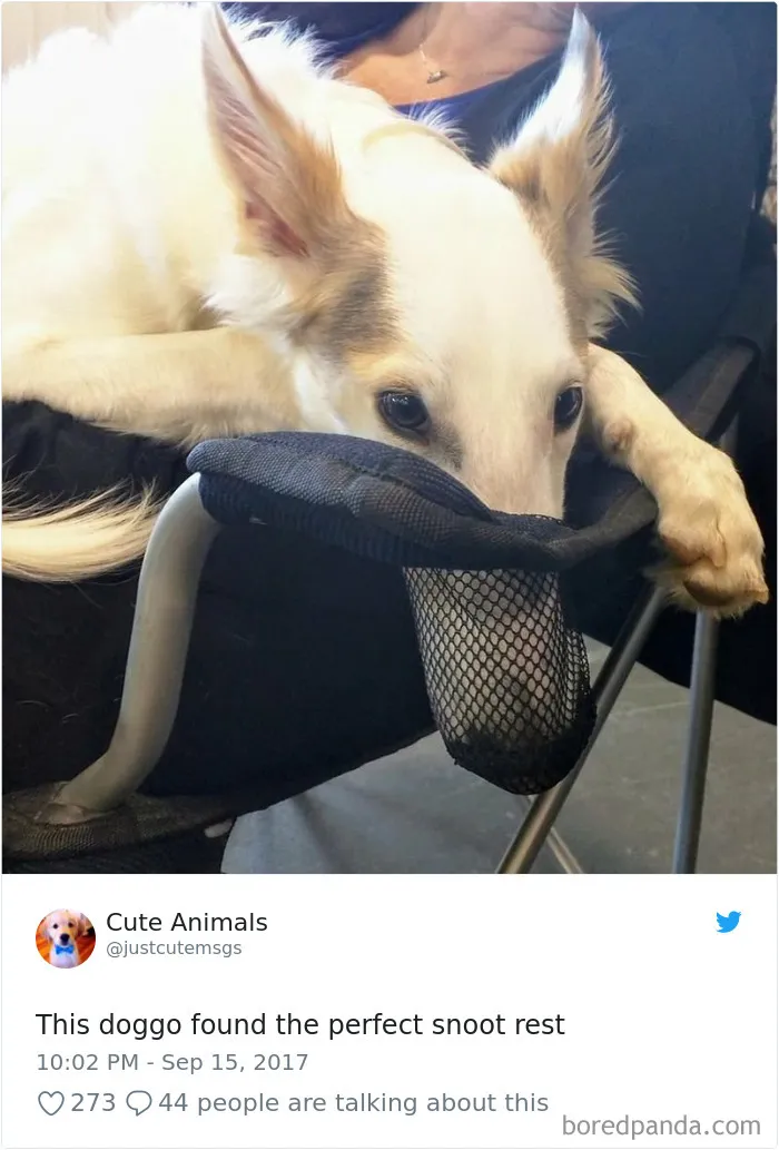 233 Funny Dog Tweets Every Dog Owner Should See ASAP