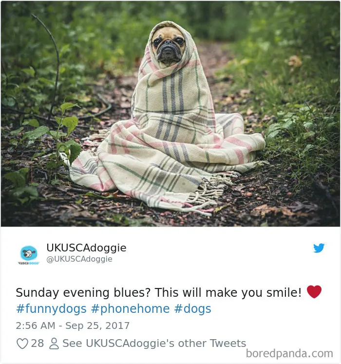 233 Funny Dog Tweets Every Dog Owner Should See ASAP