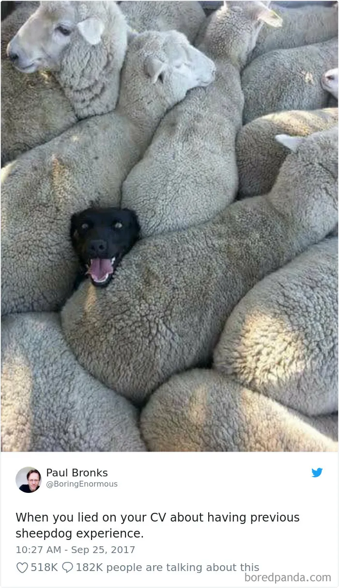 233 Funny Dog Tweets Every Dog Owner Should See ASAP