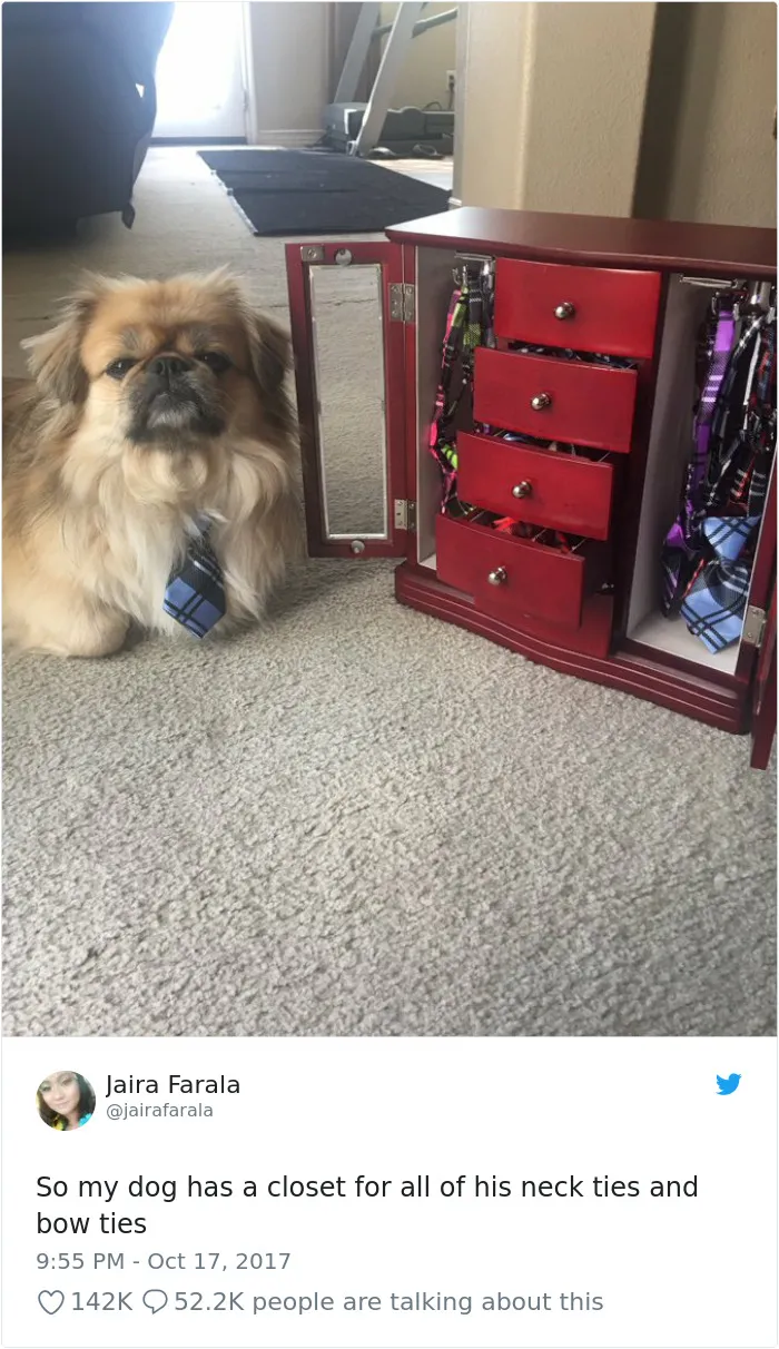 233 Funny Dog Tweets Every Dog Owner Should See ASAP