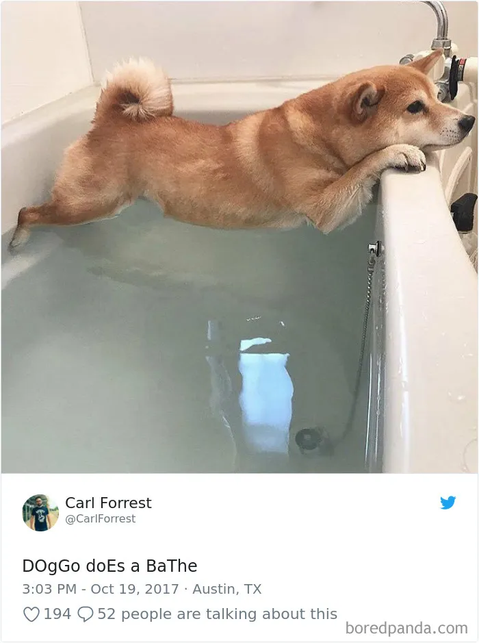 233 Funny Dog Tweets Every Dog Owner Should See ASAP