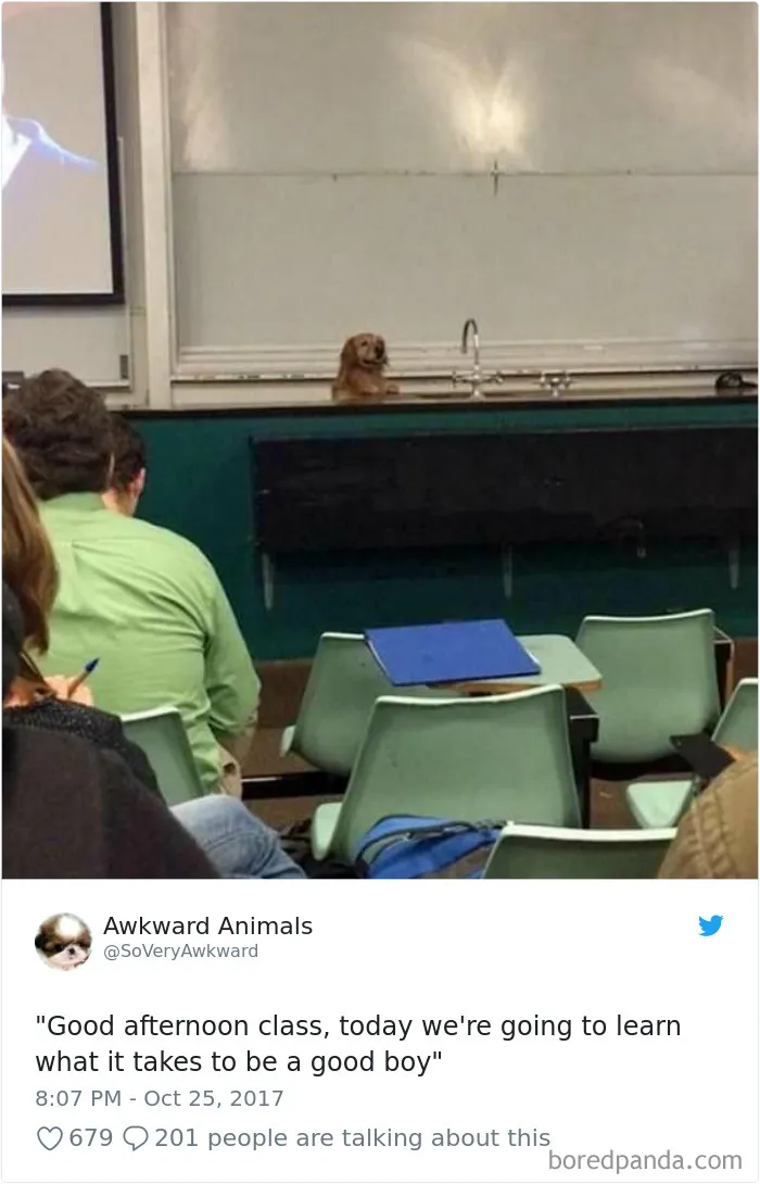 233 Funny Dog Tweets Every Dog Owner Should See ASAP