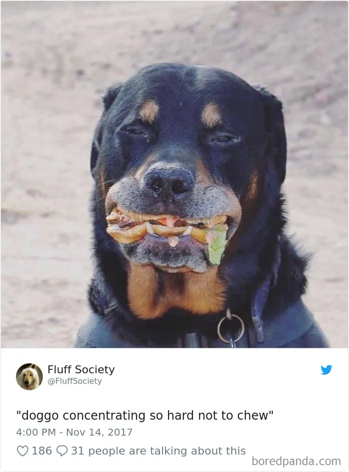 233 Funny Dog Tweets Every Dog Owner Should See ASAP