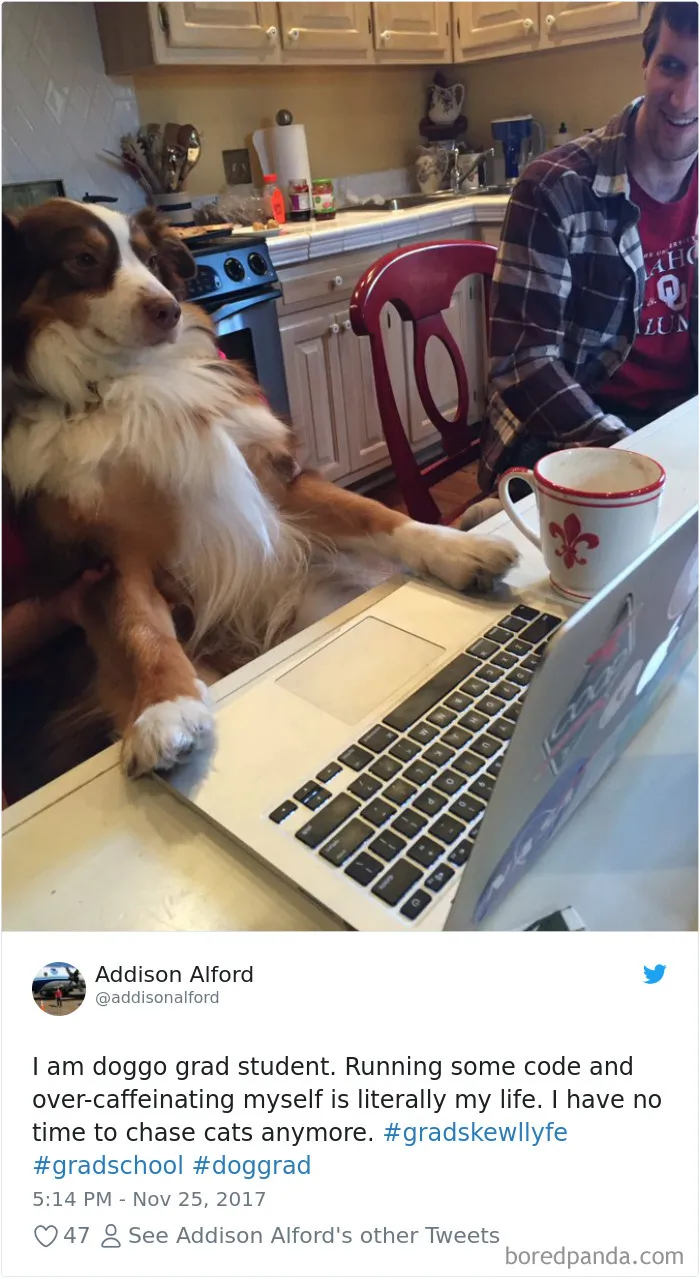 233 Funny Dog Tweets Every Dog Owner Should See ASAP