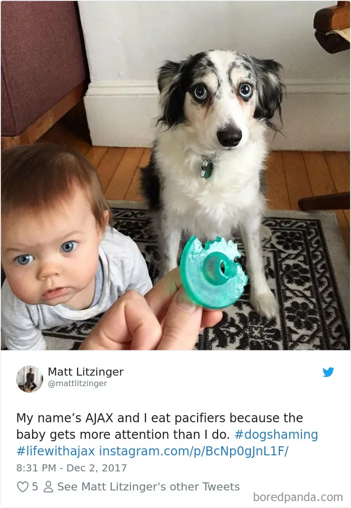 233 Funny Dog Tweets Every Dog Owner Should See ASAP