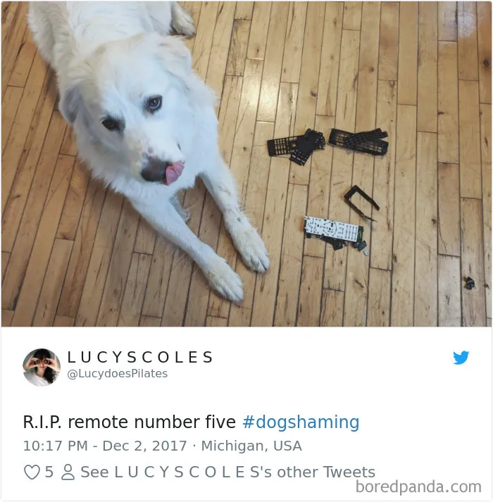 233 Funny Dog Tweets Every Dog Owner Should See ASAP