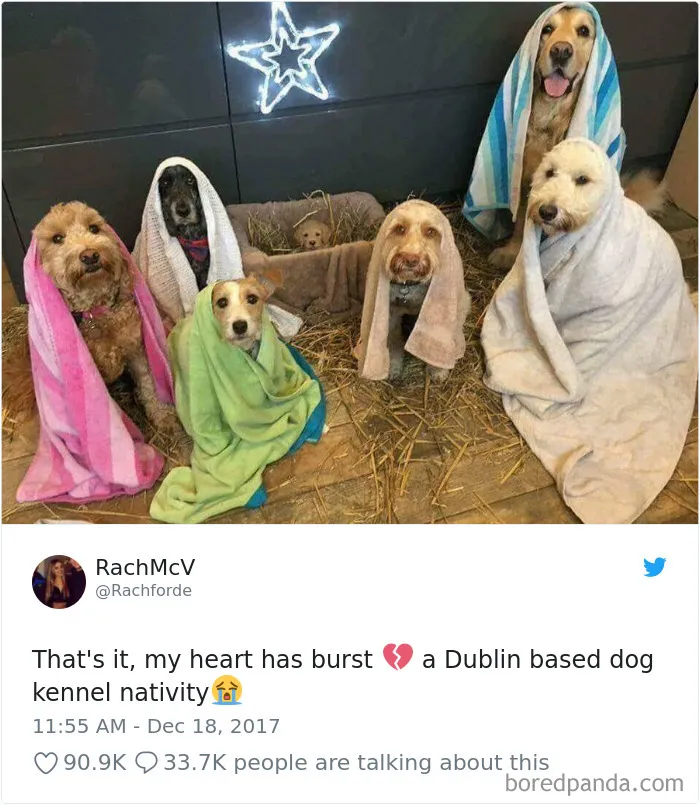 233 Funny Dog Tweets Every Dog Owner Should See ASAP
