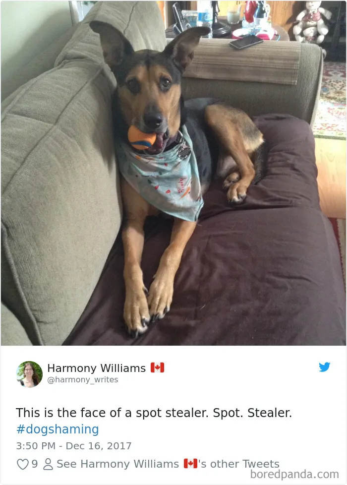 233 Funny Dog Tweets Every Dog Owner Should See ASAP