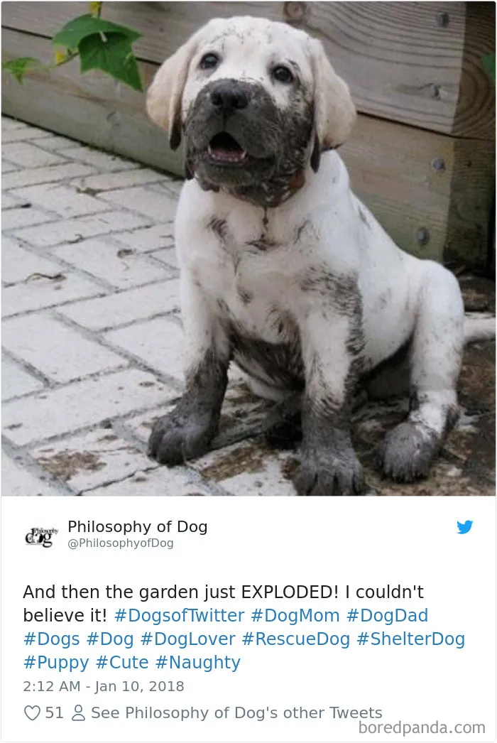 233 Funny Dog Tweets Every Dog Owner Should See ASAP