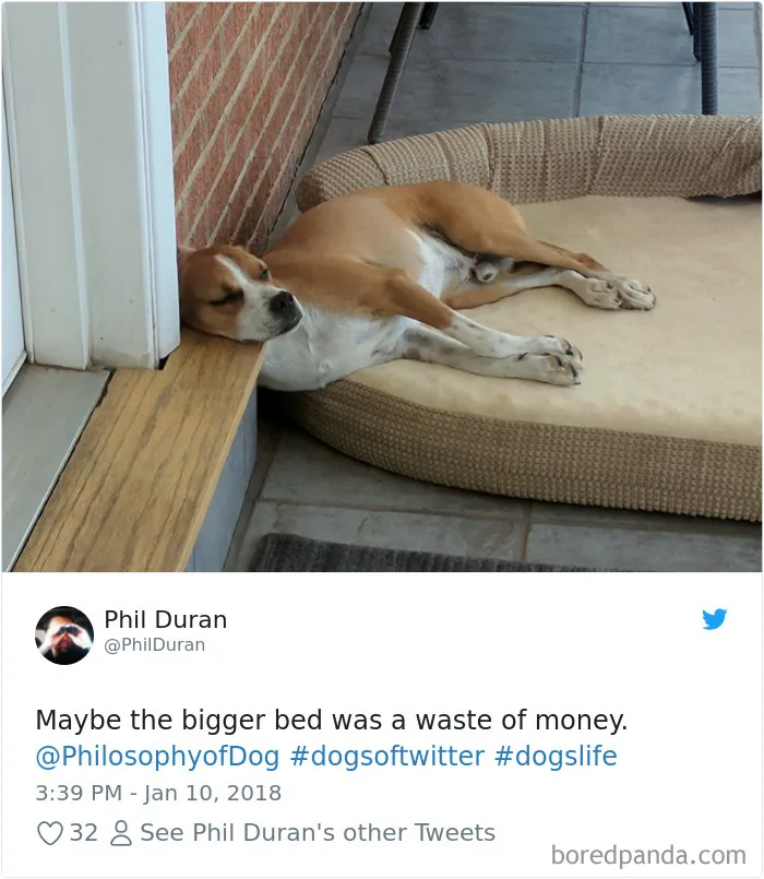 233 Funny Dog Tweets Every Dog Owner Should See ASAP