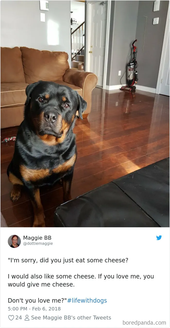 233 Funny Dog Tweets Every Dog Owner Should See ASAP