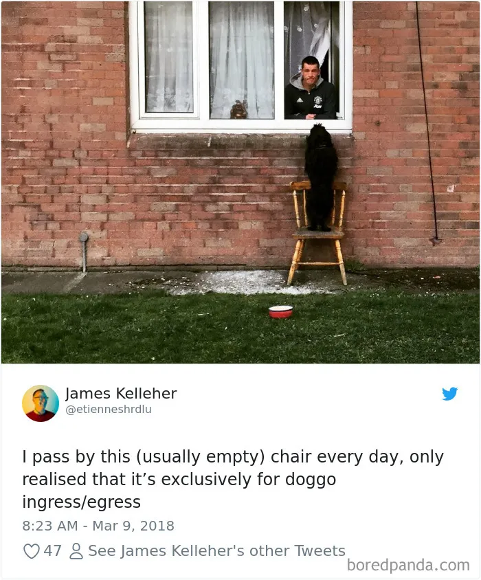 233 Funny Dog Tweets Every Dog Owner Should See ASAP