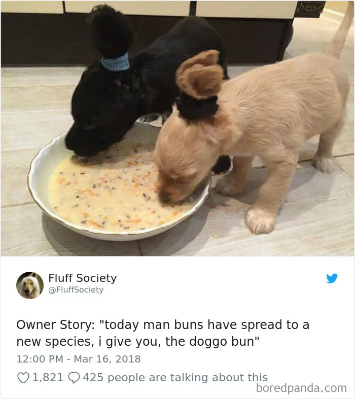233 Funny Dog Tweets Every Dog Owner Should See ASAP