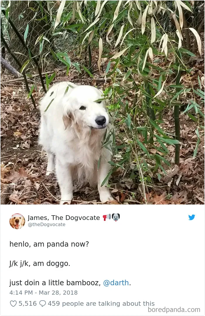 233 Funny Dog Tweets Every Dog Owner Should See ASAP