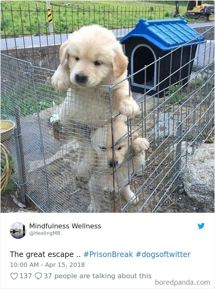 233 Funny Dog Tweets Every Dog Owner Should See ASAP
