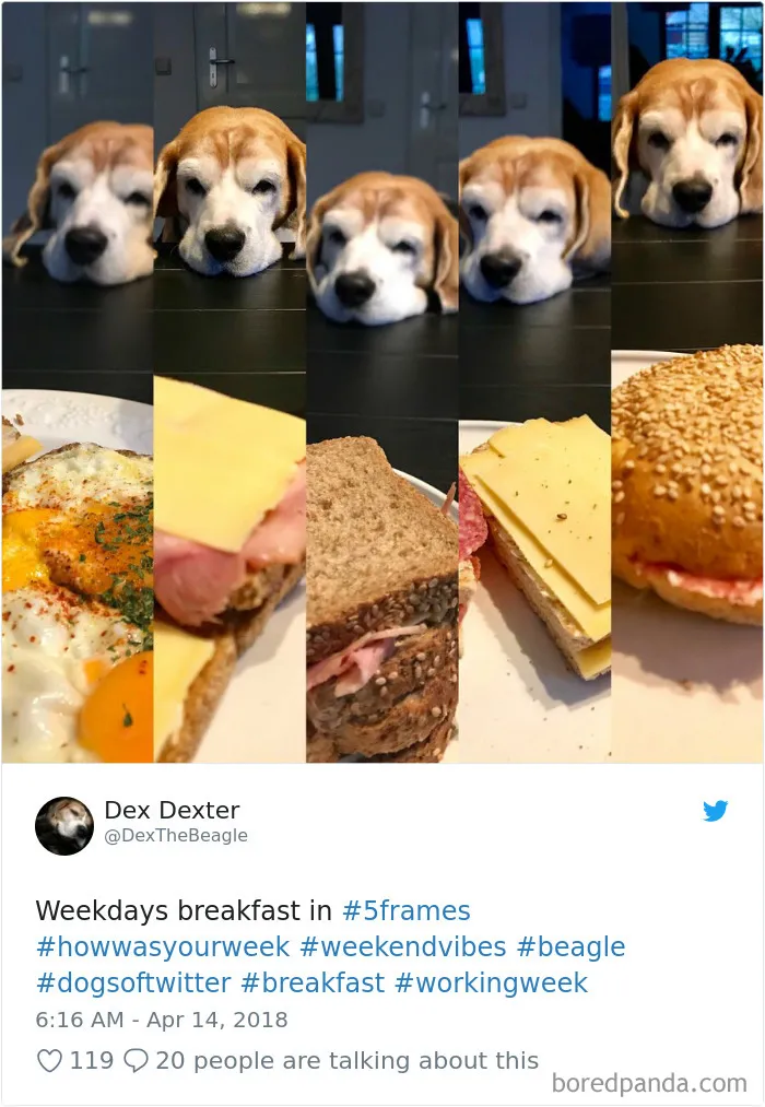 233 Funny Dog Tweets Every Dog Owner Should See ASAP