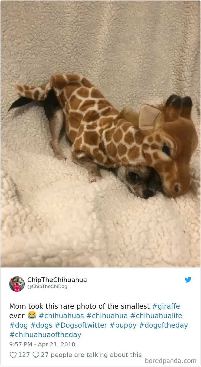 233 Funny Dog Tweets Every Dog Owner Should See ASAP