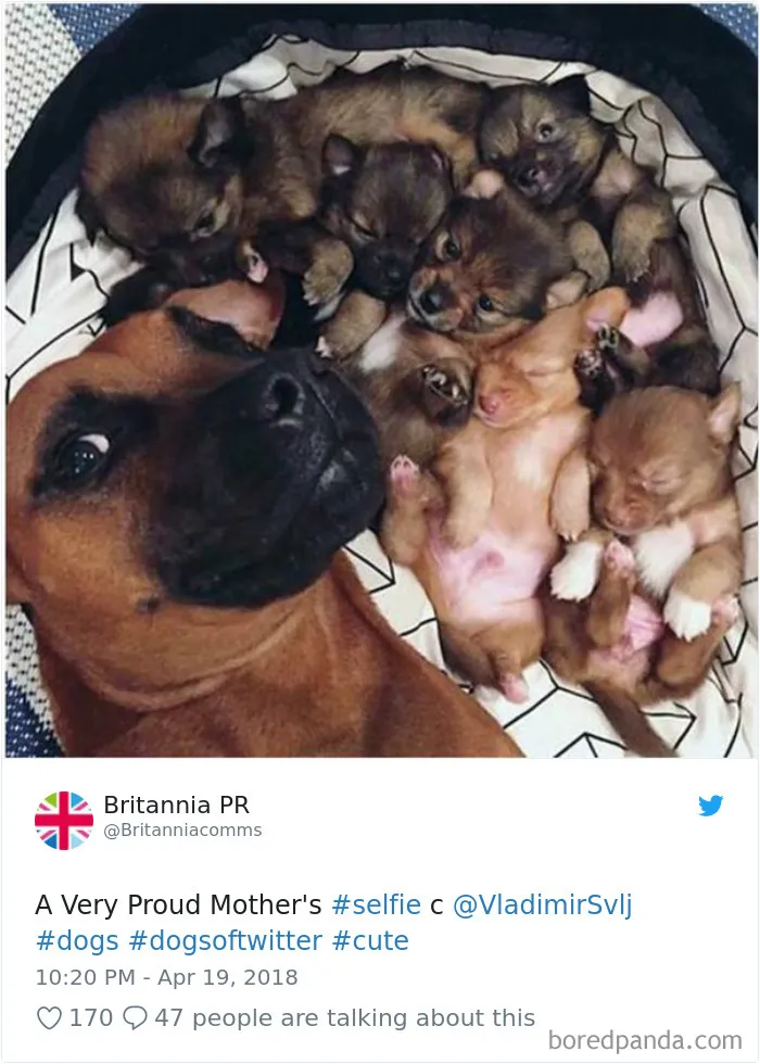 233 Funny Dog Tweets Every Dog Owner Should See ASAP